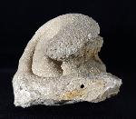 Eodiceras bavaricum (ZITTEL) - Bild © FossNet FossilienStore